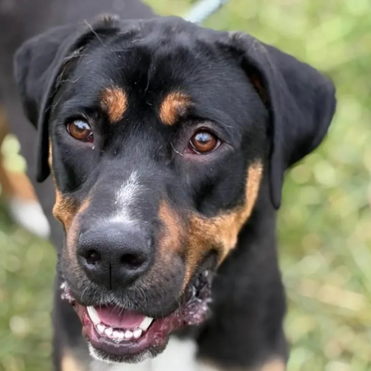 A young large-sized male Black Rottweiler dog named Marco for adoption in Hazard, KY