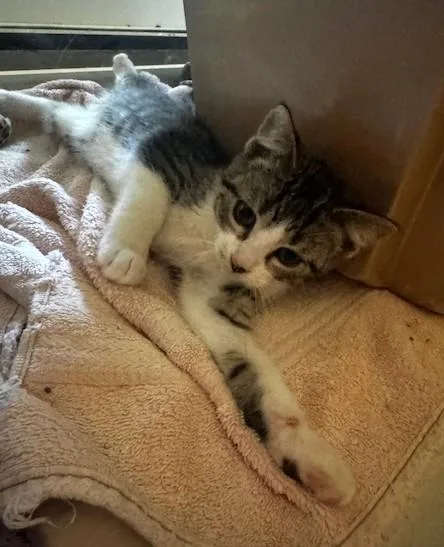 A baby small-sized male Tabby (Gray / Blue / Silver) Domestic Short Hair cat named Dandy for adoption in Hutchinson, MN