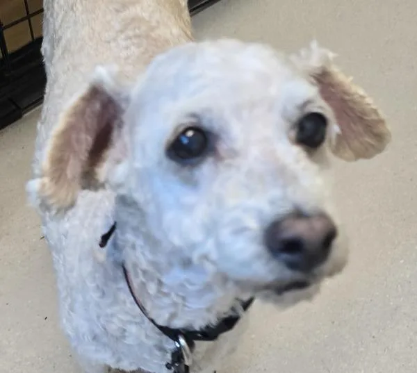 A senior small-sized male Poodle dog named Coco for adoption in El Cajon, CA