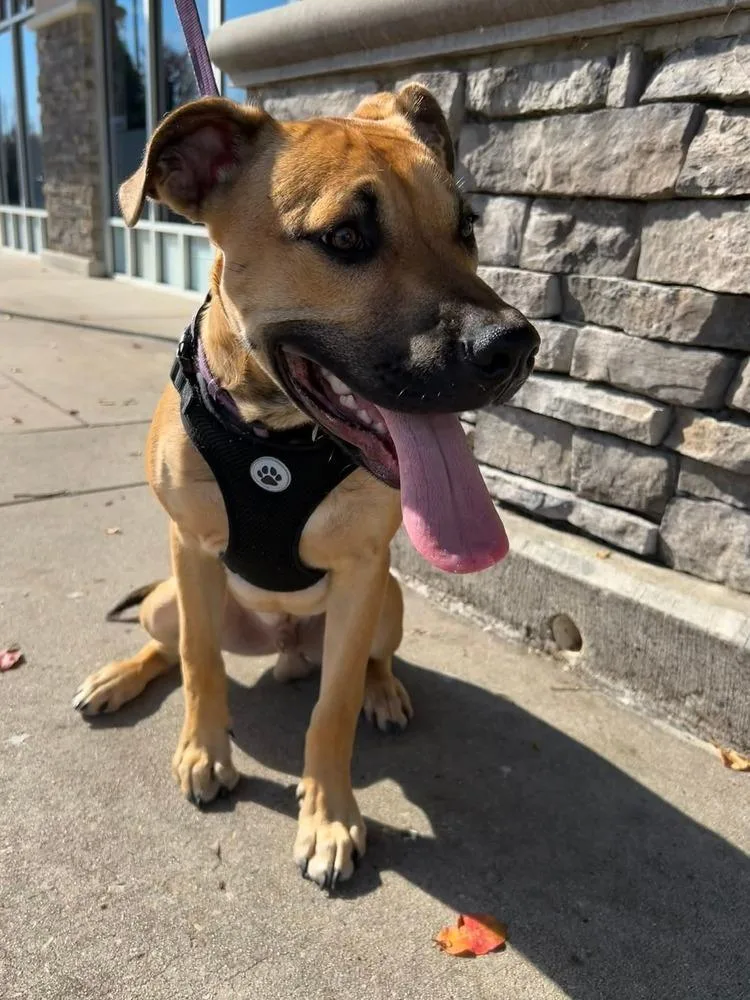 A baby medium-sized male Tricolor (Brown, Black, & White) American Bulldog dog named Scout for adoption in Youngsville, NC