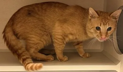 An adult large-sized male Domestic Short Hair cat named Hugo for adoption in Bowling Green, KY