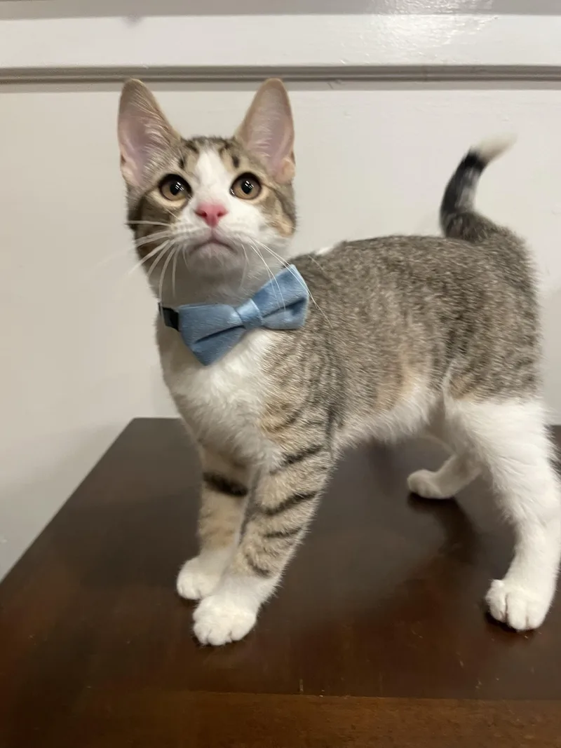A baby small-sized male Tabby (Brown / Chocolate) Domestic Short Hair cat named Turnip for adoption in Bayside, NY