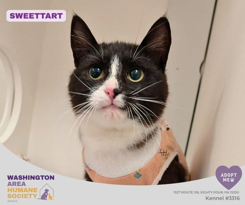 An adult small-sized female Black & White / Tuxedo Domestic Short Hair cat named Sweettart for adoption in Eighty Four, PA