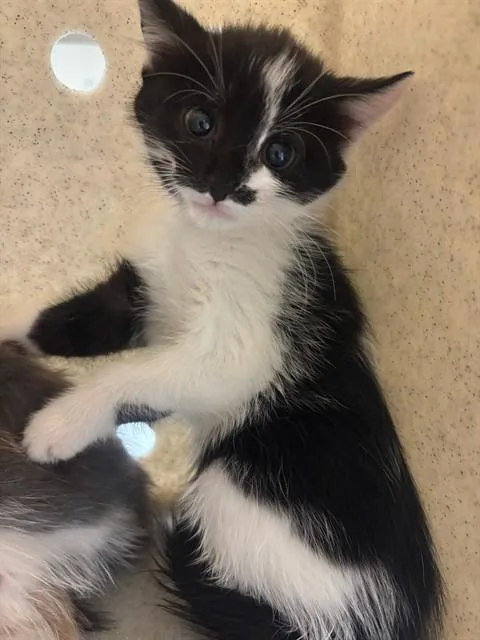 A baby medium-sized female Domestic Short Hair cat named Kansas for adoption in Lancaster, CA