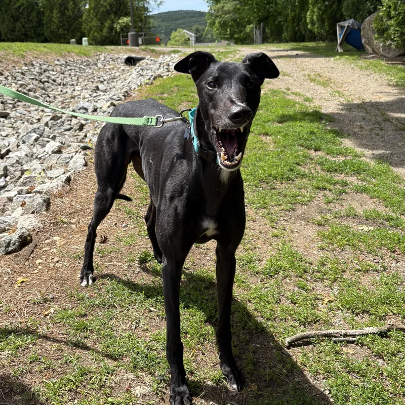 An adult large-sized female Black Greyhound dog named Snappy for adoption in Swanzey, NH