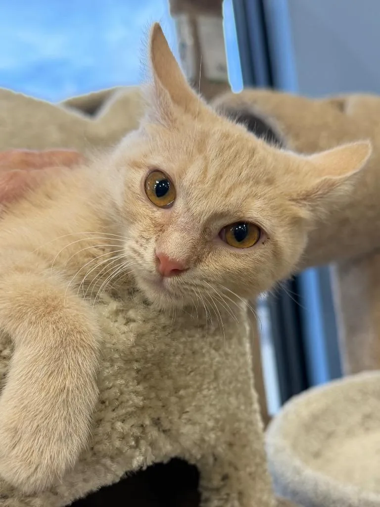 A baby small-sized female Domestic Short Hair cat named Estelle for adoption in Brookhaven, MS