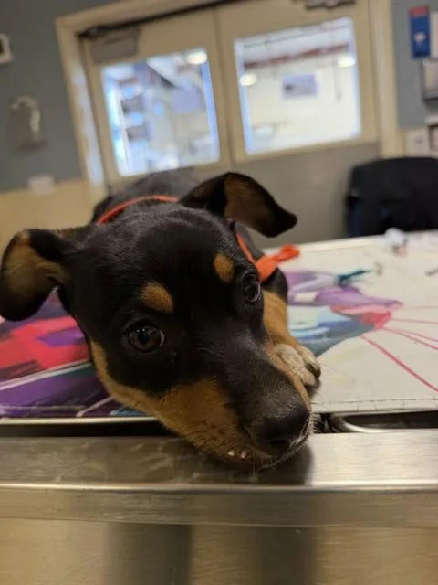 A baby small-sized female German Shepherd Dog dog named Tink for adoption in Riverside, CA