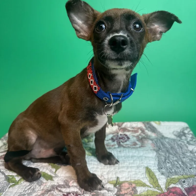 A baby small-sized male Black Miniature Dachshund dog named Raisin for adoption in San Antonio, TX