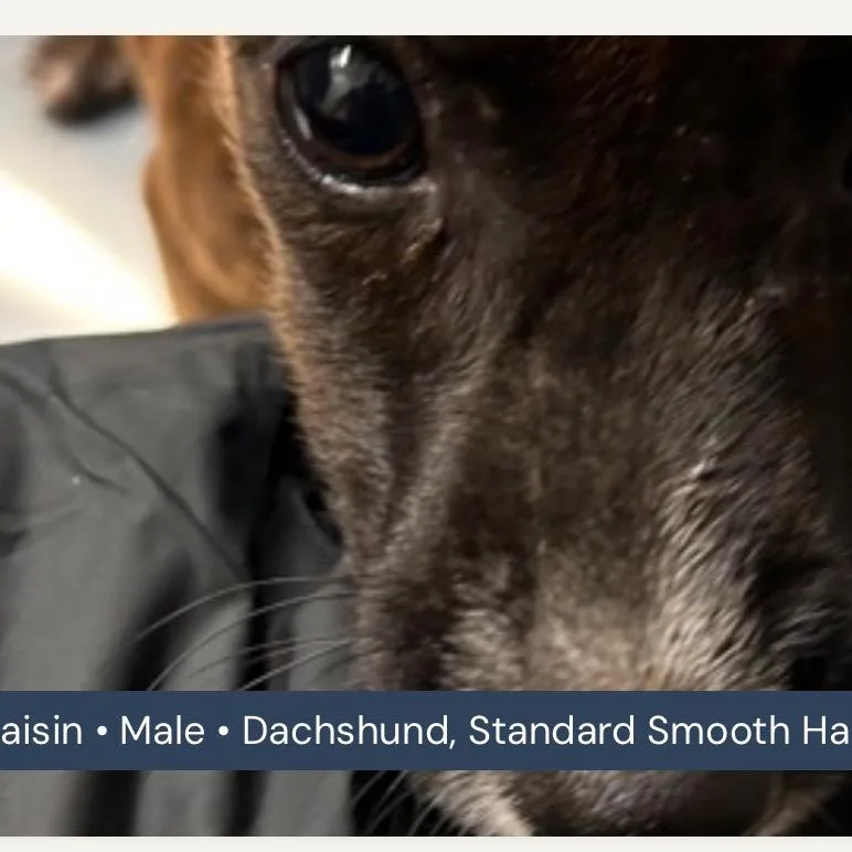 Raisin thumbnail 5
