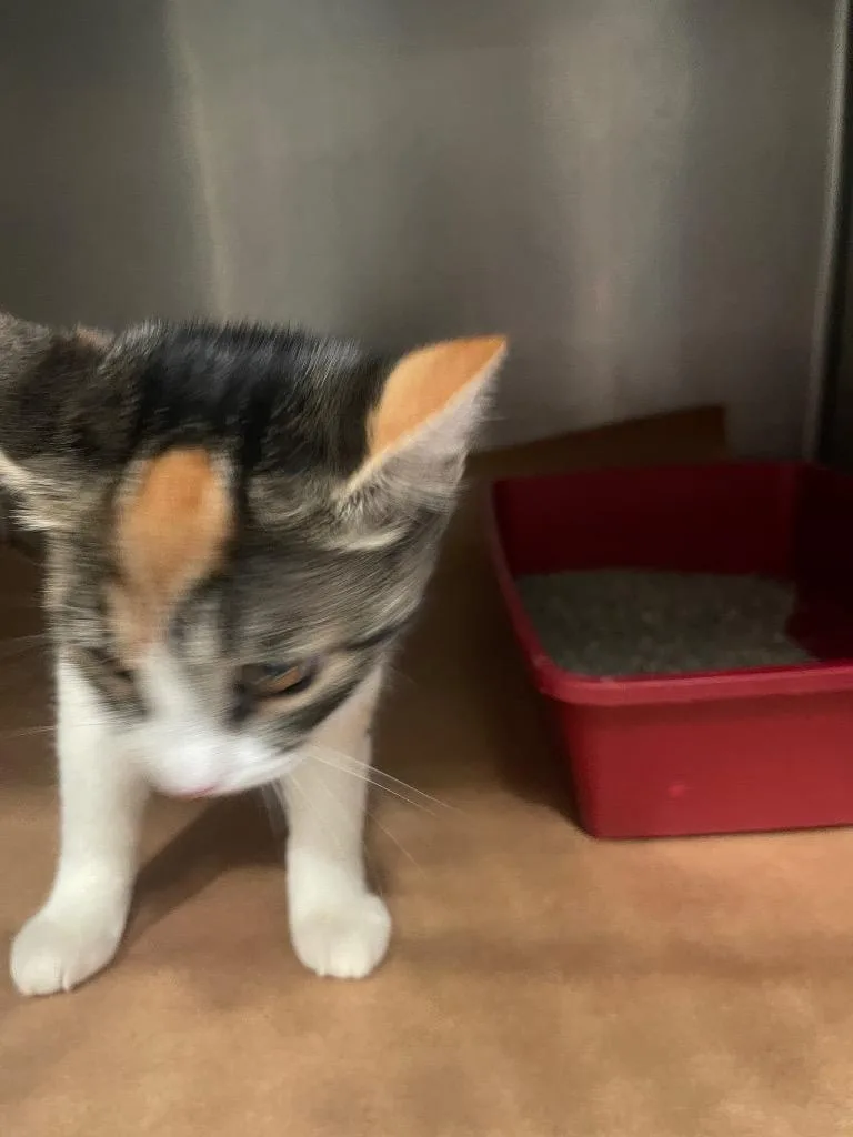 A young medium-sized female Domestic Short Hair cat named Evie for adoption in Cartersville , GA
