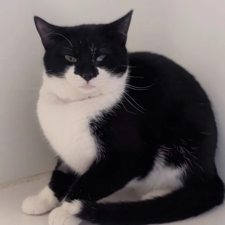 Sweet Potato thumbnail 2