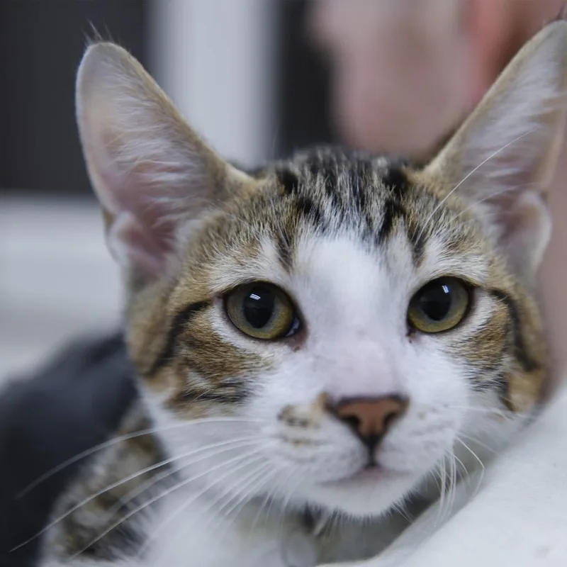 A baby small-sized male Brown / Chocolate Domestic Short Hair cat named Fitzwillow for adoption in Redwood City, CA