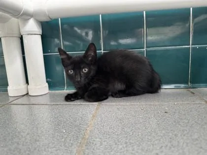 A baby small-sized female Domestic Short Hair cat named Nike for adoption in Honolulu, HI