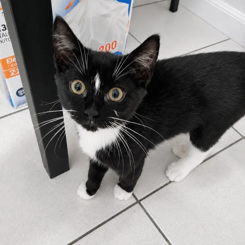 A baby small-sized male Black & White / Tuxedo Domestic Short Hair cat named Gio The Gem for adoption in Stamford, CT