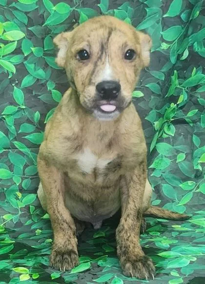 A baby large-sized male Pit Bull Terrier dog named Skeeter for adoption in Elmira, NY