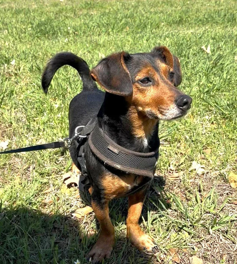 A young small-sized male Dachshund dog named Buddy Moore for adoption in Saunderstown, RI