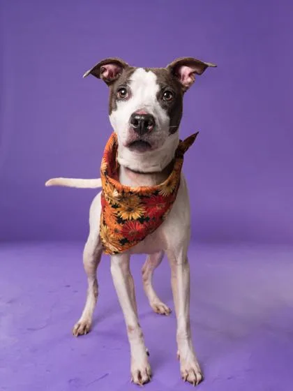 An adult medium-sized female Mixed Breed dog named Desiah for adoption in Atlanta, GA