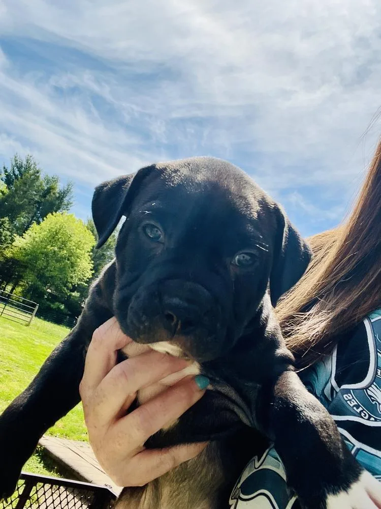 A baby medium-sized male Black Pit Bull Terrier dog named Napolifka San Lorenzo for adoption in Wenonah, NJ