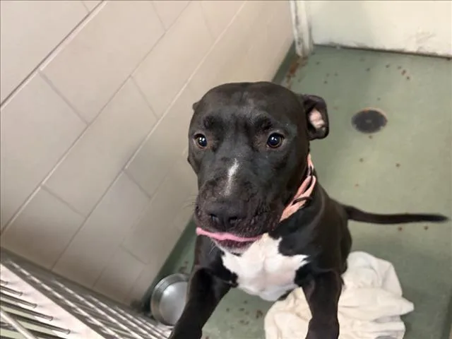A young large-sized female Mixed Breed dog named A for adoption in Santa Fe, NM