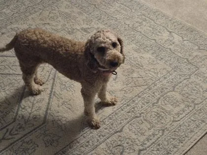 An adult medium-sized female Poodle dog named Wendy for adoption in Kansas City, MO
