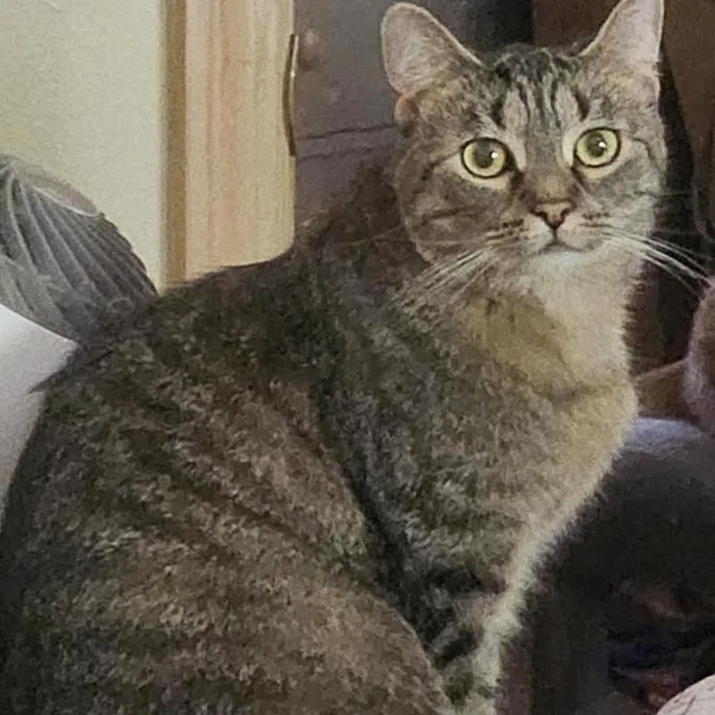 An adult medium-sized female Tabby (Buff / Tan / Fawn) Domestic Short Hair cat named Daylin for adoption in Cincinnati, OH