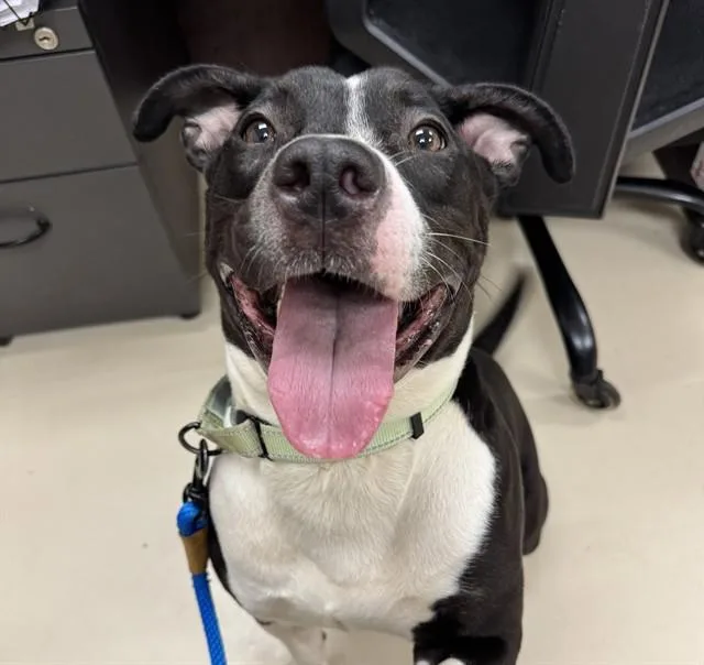 A young medium-sized female Pit Bull Terrier dog named Janie for adoption in Aliquippa, PA