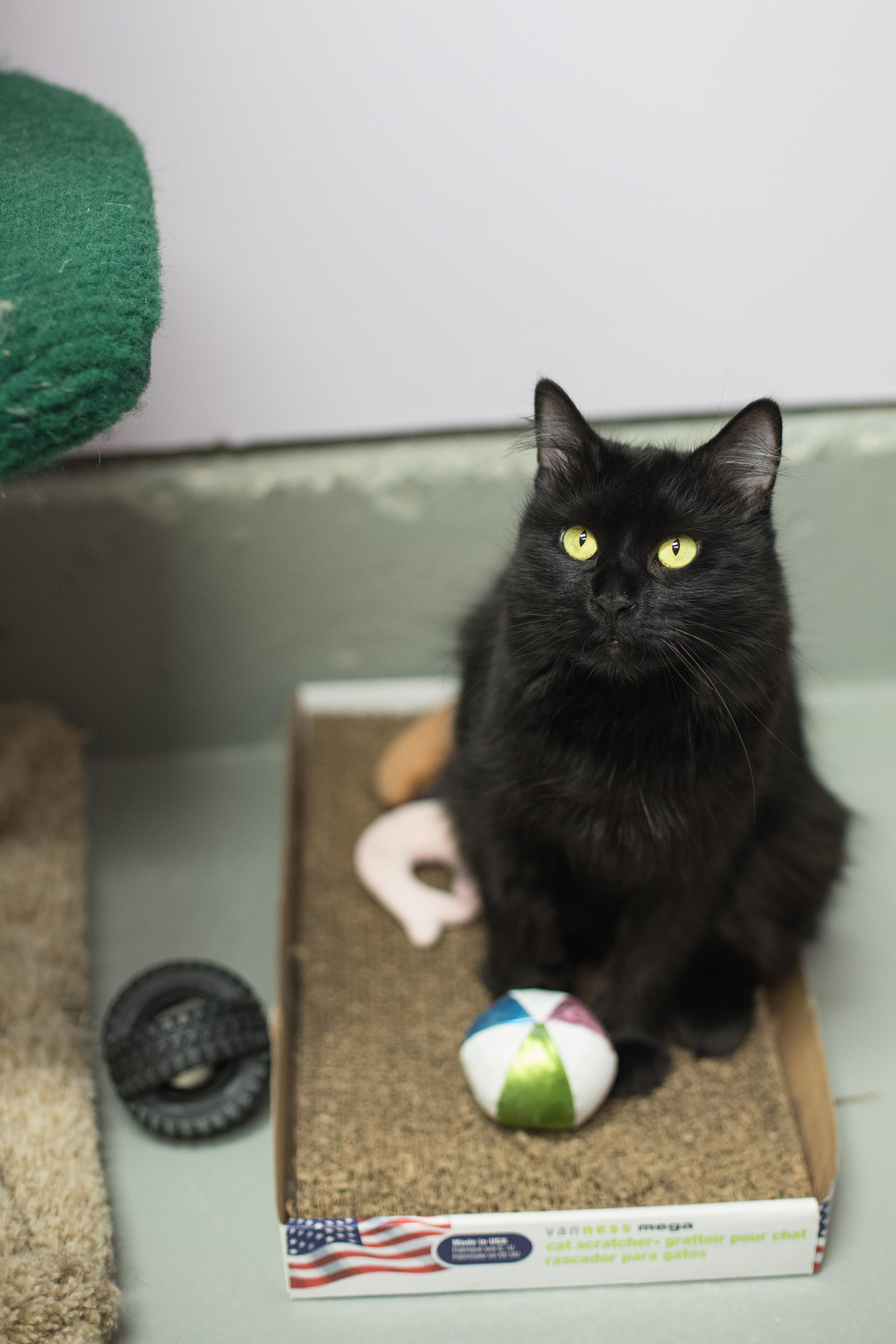 A senior medium-sized female Domestic Long Hair cat named Lexi for adoption in Terryville, CT