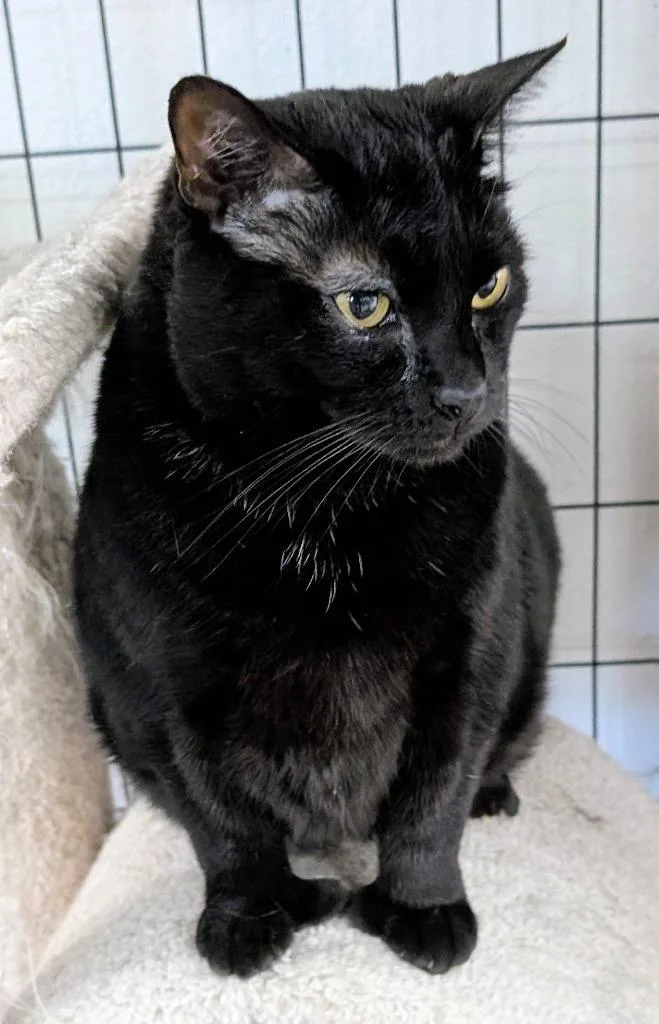 An adult medium-sized female Domestic Short Hair cat named Granny for adoption in Peoria, AZ