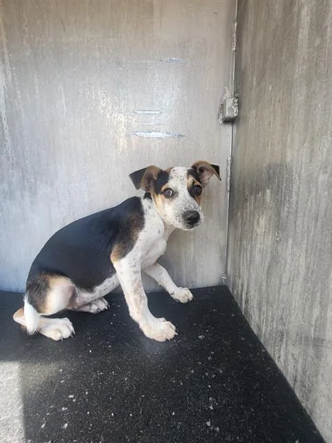 A baby small-sized female Terrier dog named Taffy for adoption in San Antonio, TX