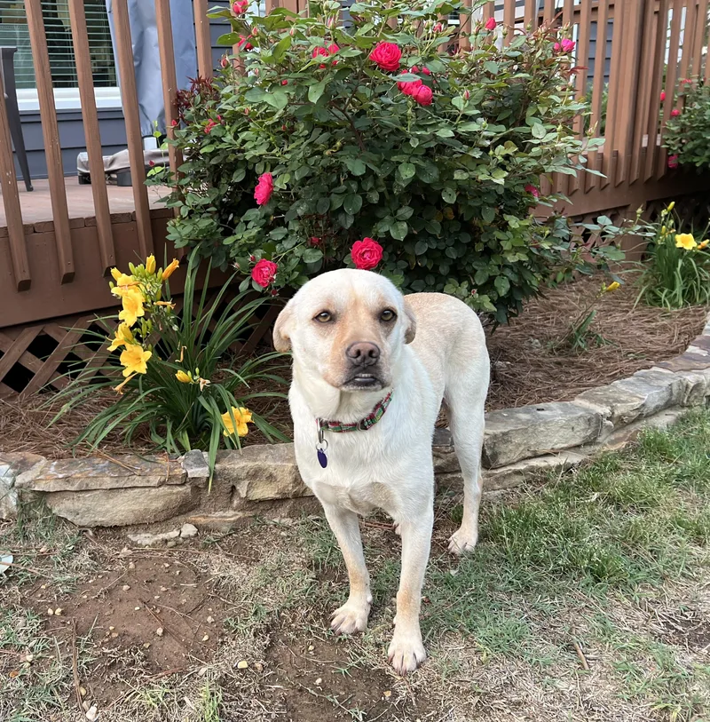 Dixie Mae