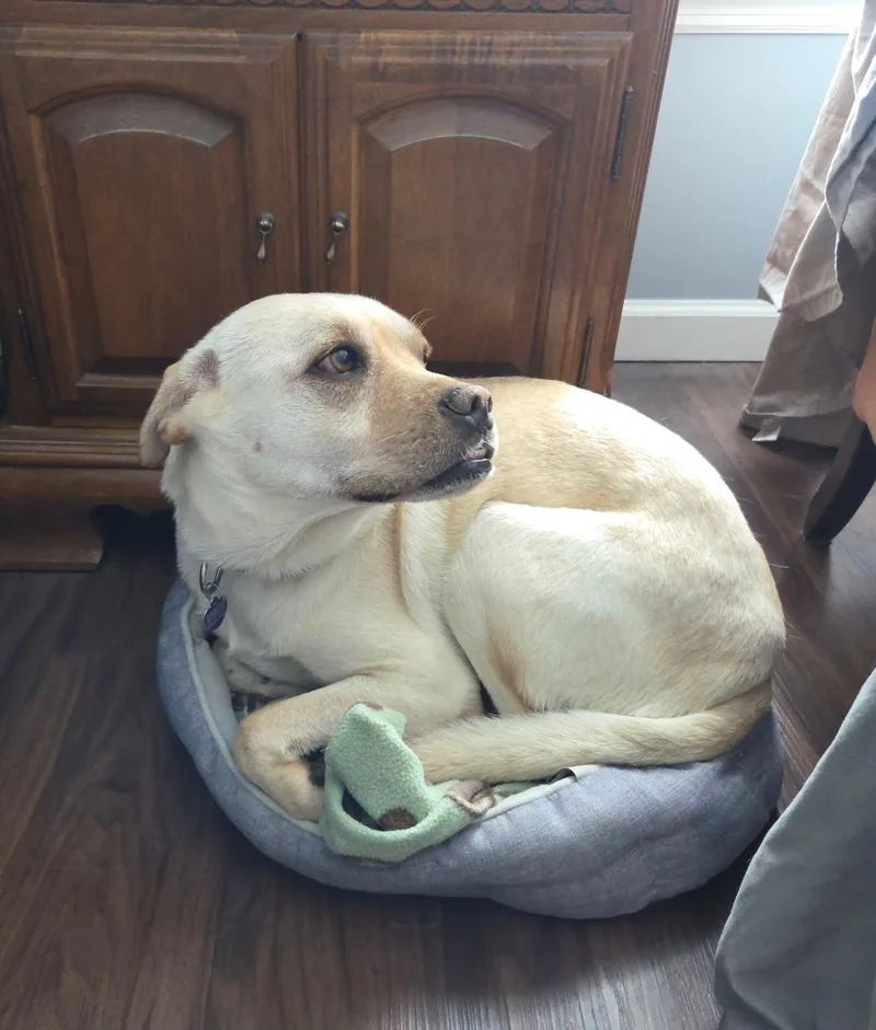 Dixie Mae thumbnail 4