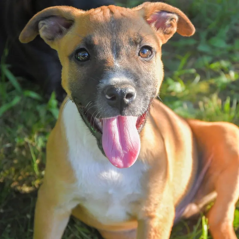 A baby medium-sized male Yellow / Tan / Blond / Fawn Black Mouth Cur dog named Peanut for adoption in Tunica, MS