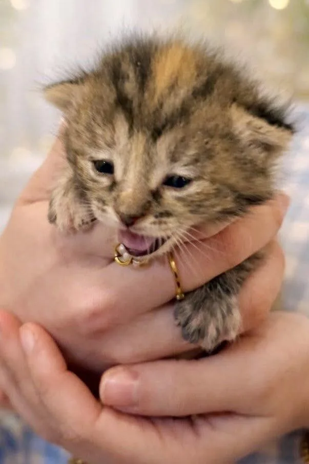 A baby medium-sized male Tabby cat named Nutmeg for adoption in Snyder, TX