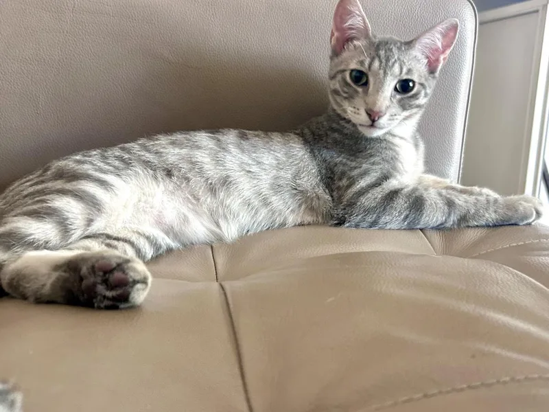 A baby medium-sized male Domestic Short Hair cat named Odysseus Jones for adoption in Chandler, AZ