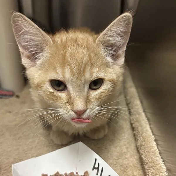 A baby small-sized female Domestic Short Hair cat named Toad for adoption in Walnut Creek, CA