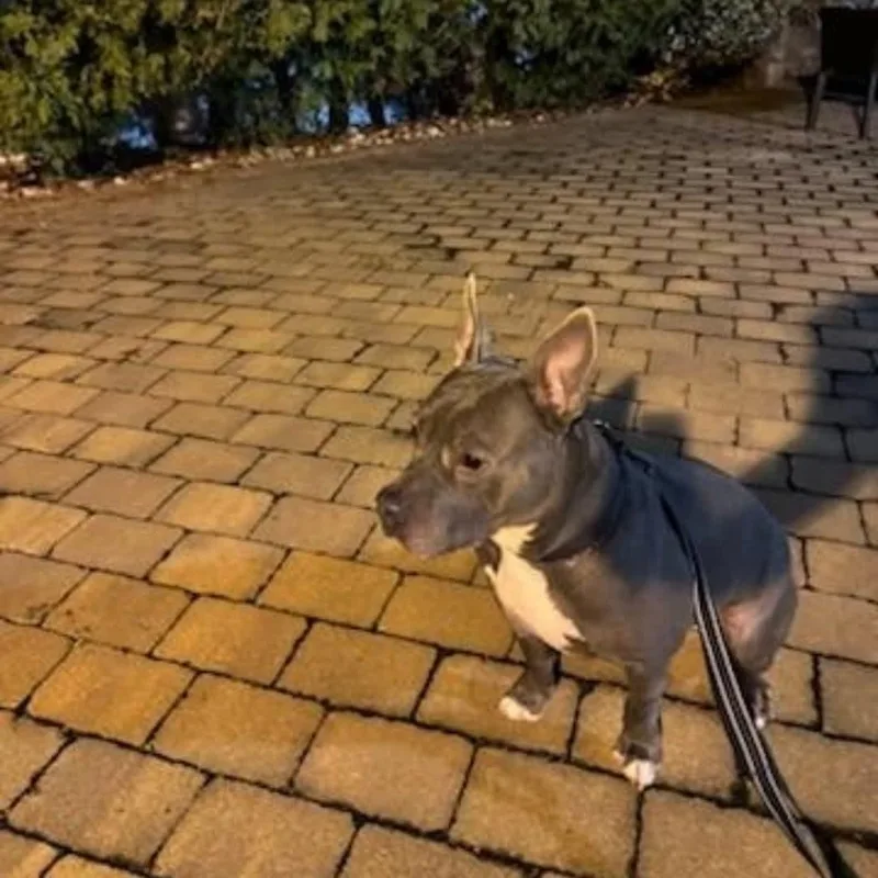 Iron Titus thumbnail 2