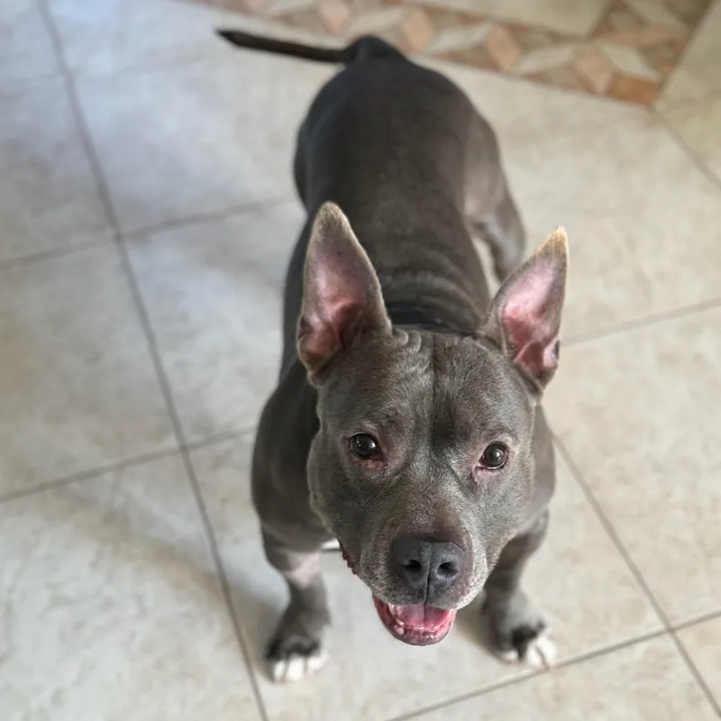 Iron Titus thumbnail 3