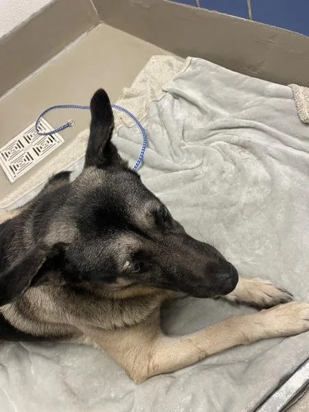 An adult large-sized male German Shepherd Dog dog named Max for adoption in Austin, TX
