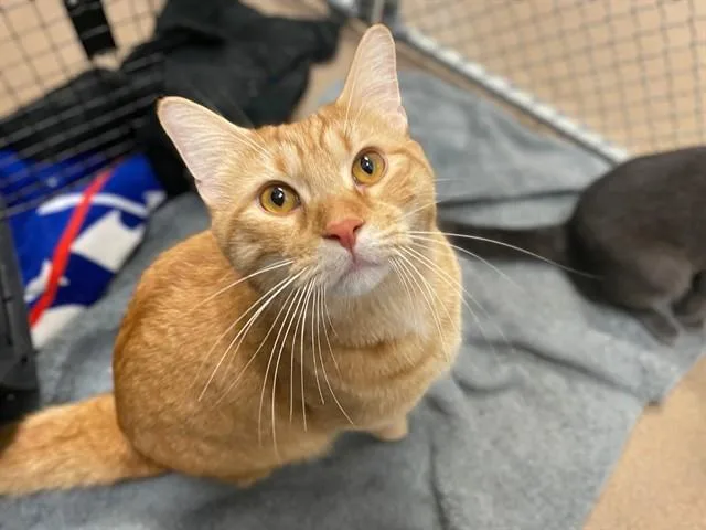 A young large-sized male Domestic Short Hair cat named Popcorn for adoption in Fort Wayne, IN