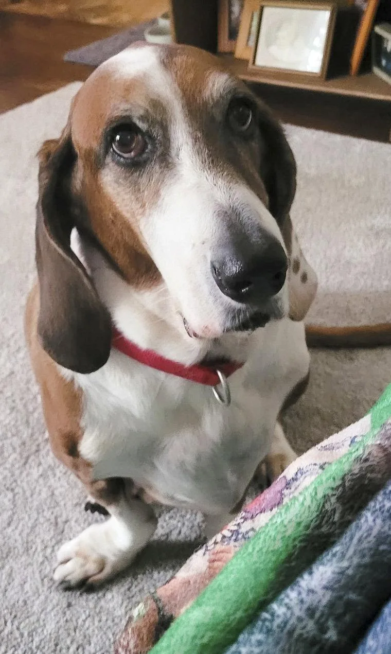 A senior medium-sized male Basset Hound dog named Huckleberry for adoption in Mays Landing, NJ