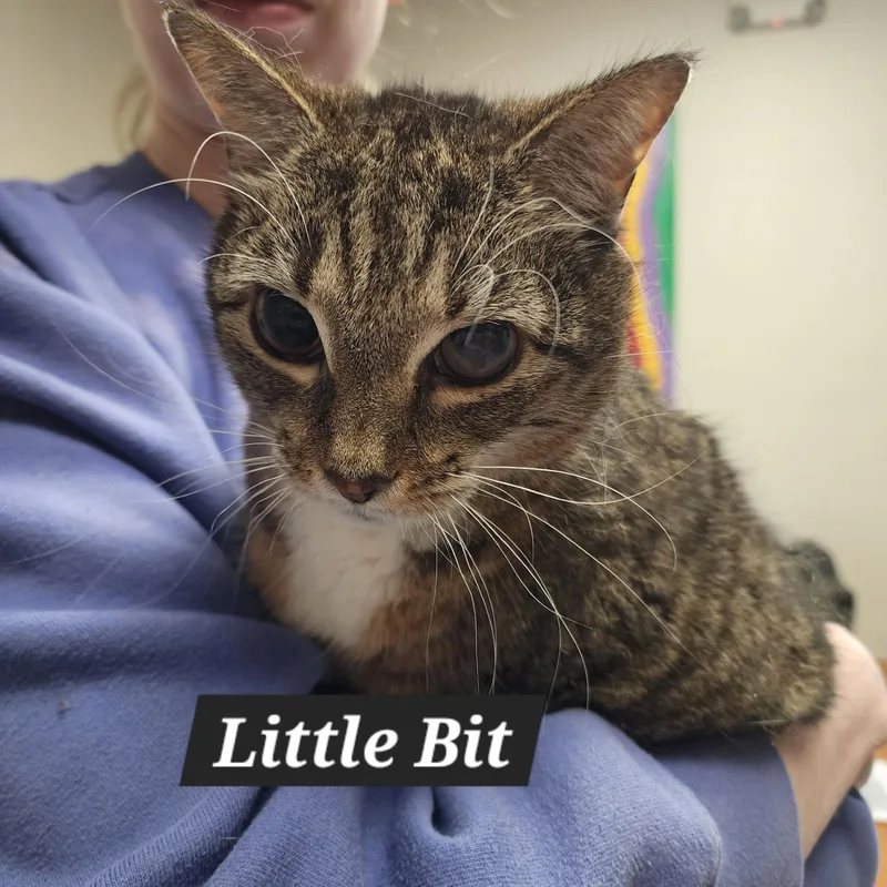 A senior medium-sized female Gray & White Domestic Short Hair cat named Little Bit for adoption in SNOW HILL, NC