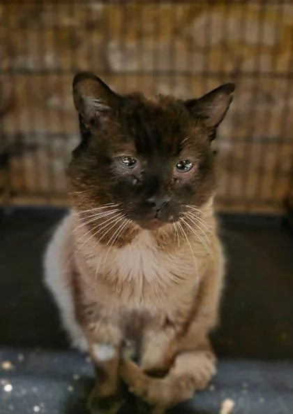 An adult large-sized male Domestic Long Hair cat named Hershey for adoption in Berwick, PA