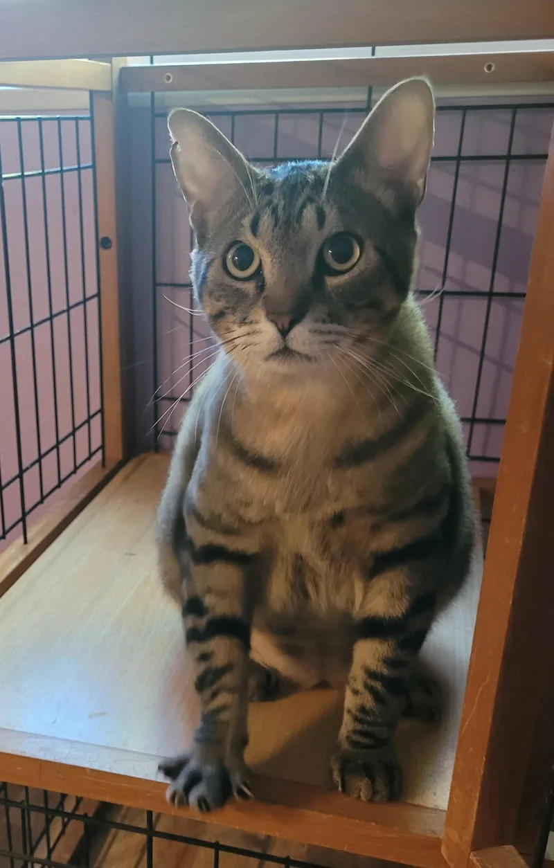 An adult medium-sized male Domestic Short Hair cat named Juniper for adoption in Glendale, AZ