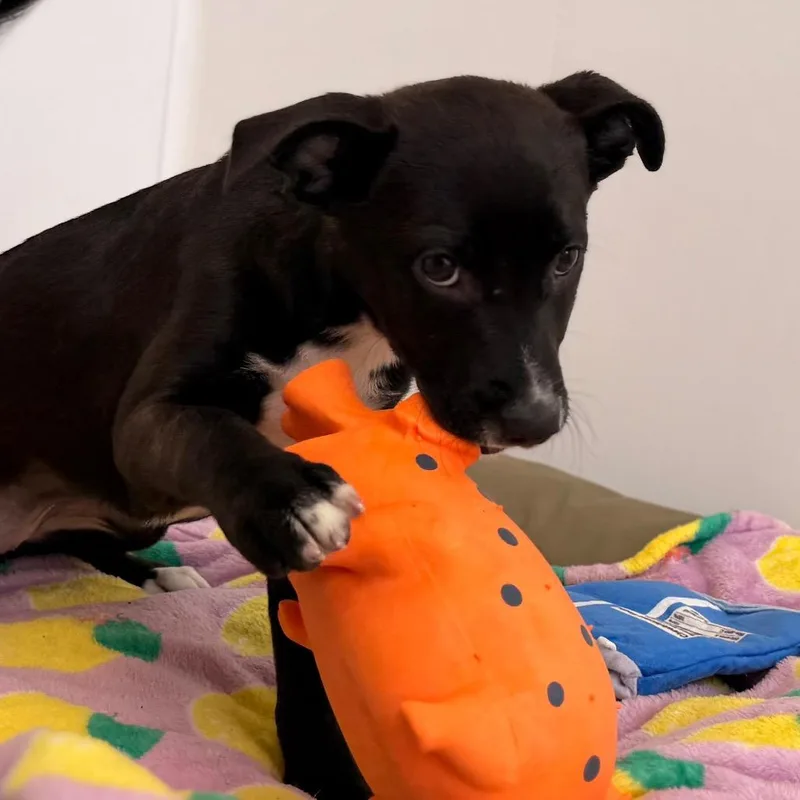 A baby medium-sized female Black Border Collie dog named Rory for adoption in Green Bay, WI