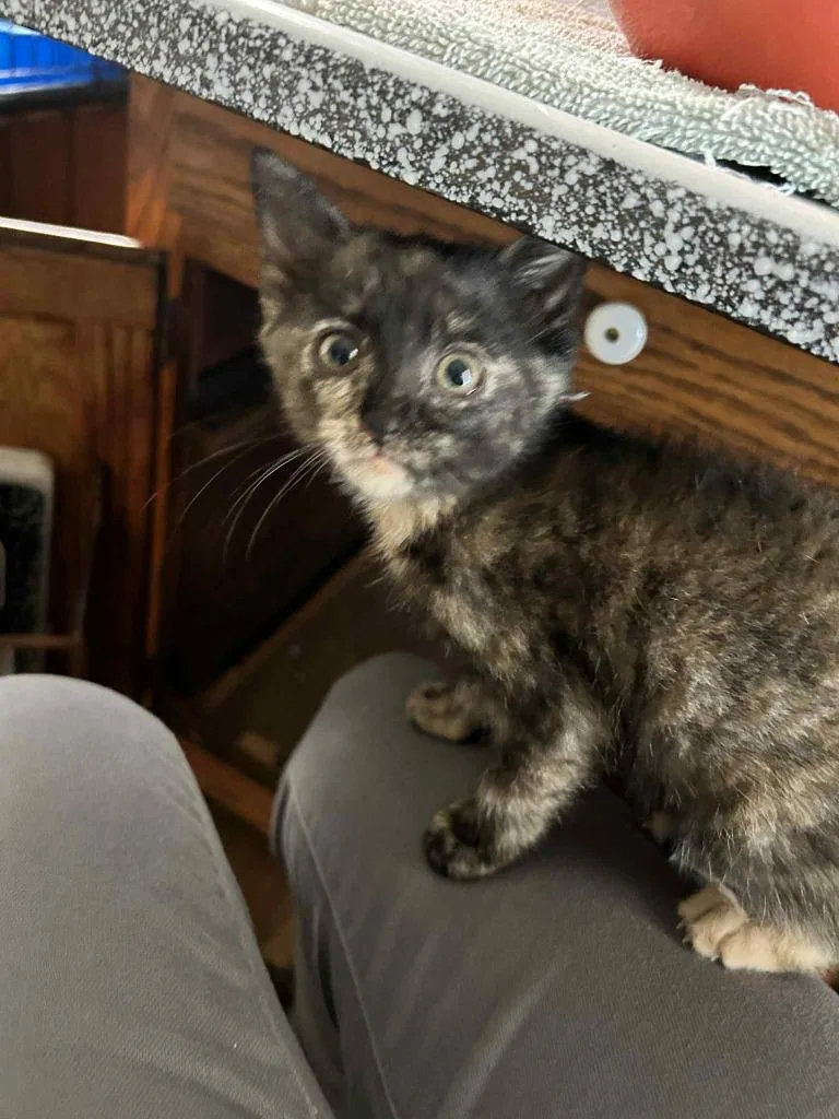 A baby medium-sized female Domestic Short Hair cat named Pixie Biscuit for adoption in Salt Lake City, UT