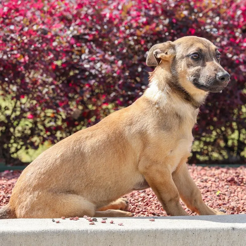 A baby small-sized female Yellow / Tan / Blond / Fawn Corgi dog named Piper for adoption in New York, NY