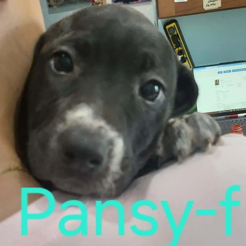 A baby medium-sized female Black Australian Cattle Dog / Blue Heeler dog named Pansy for adoption in Seminole, FL