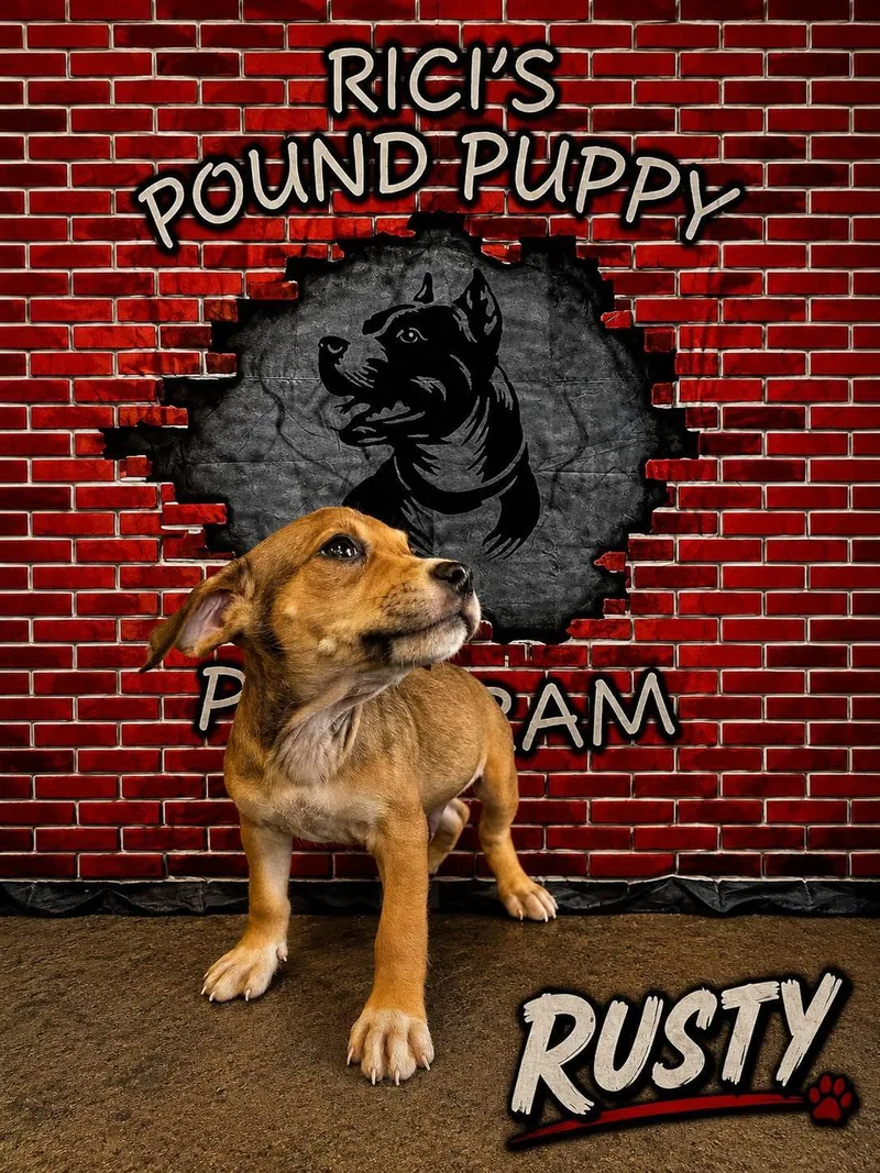 A baby medium-sized male Yellow / Tan / Blond / Fawn Hound dog named Rusty for adoption in Mansfield, OH