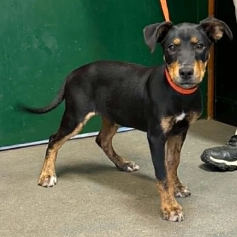 A baby small-sized female Black Mixed Breed dog named Roxy for adoption in Hamilton, GA