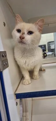 An adult medium-sized male Domestic Short Hair cat named Polar Bear for adoption in Vero Beach, FL